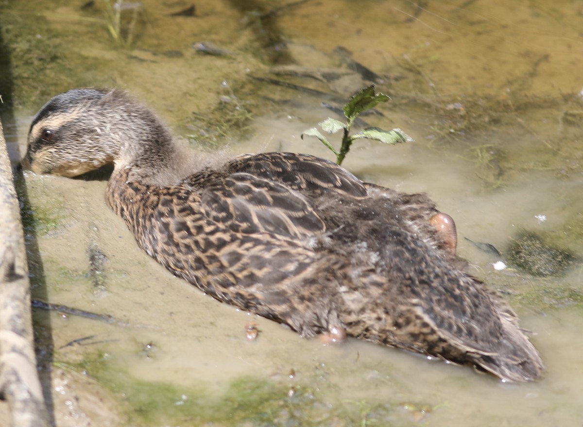 Canard colvert - ML449963991