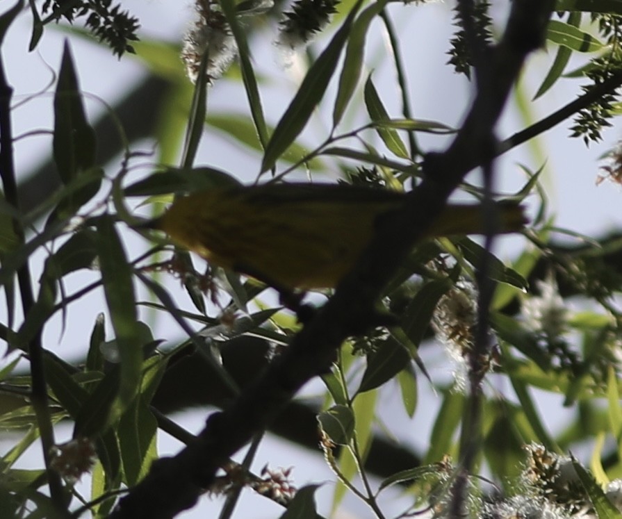 Yellow Warbler - Vikas Madhav Nagarajan