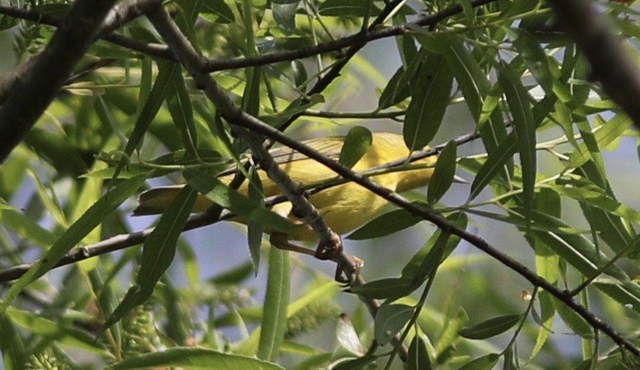 Yellow Warbler - Vikas Madhav Nagarajan