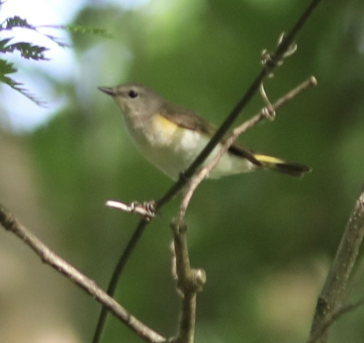 American Redstart - ML449964341