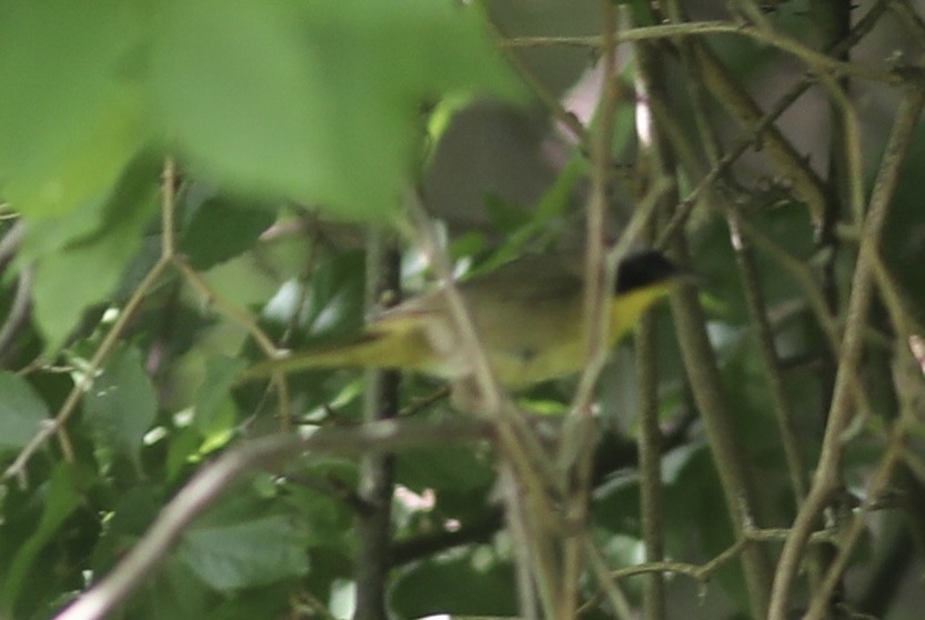Common Yellowthroat - ML449964371
