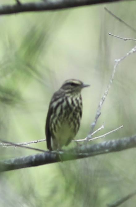 Northern Waterthrush - ML449964431