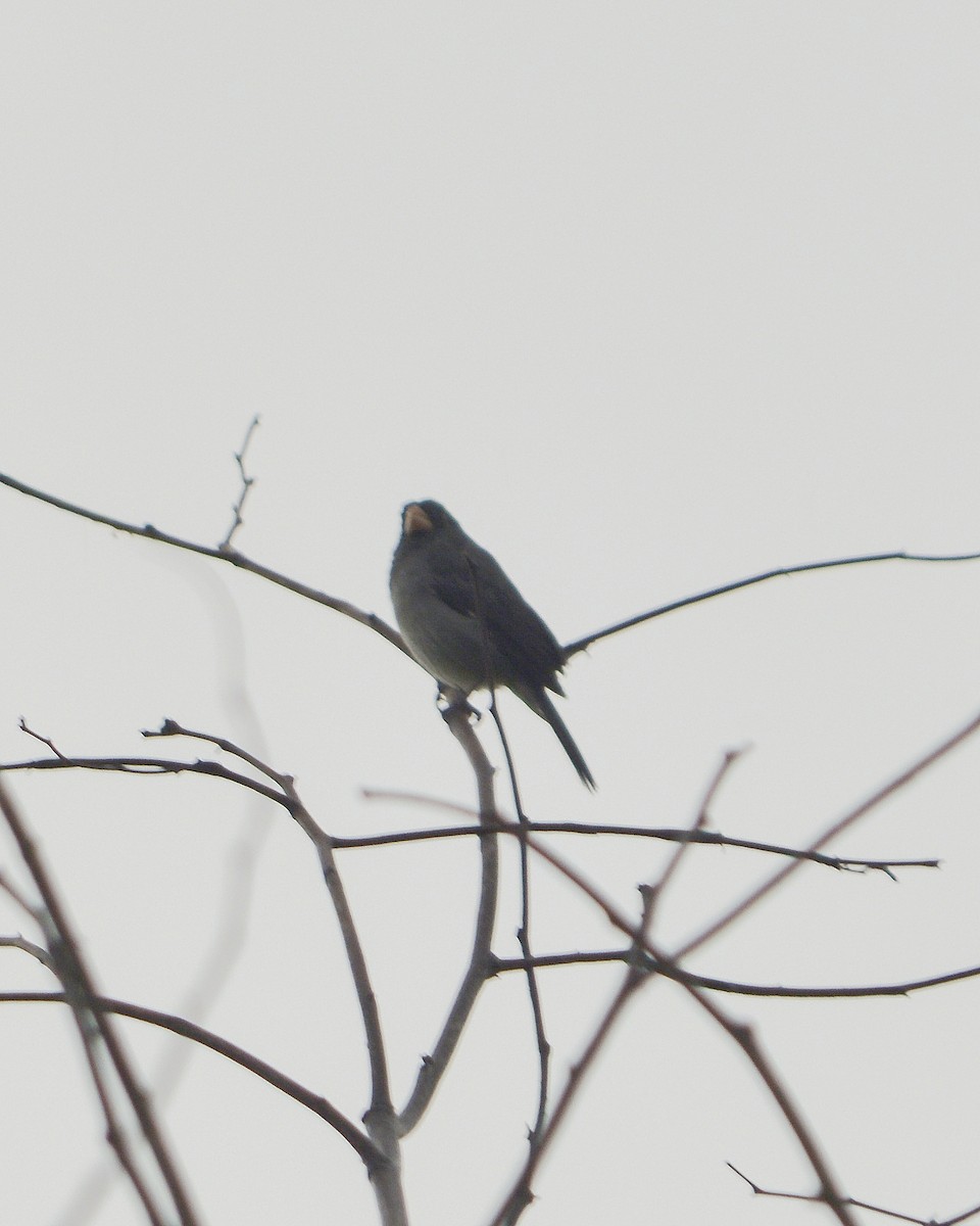 Gray Seedeater - ML449964501