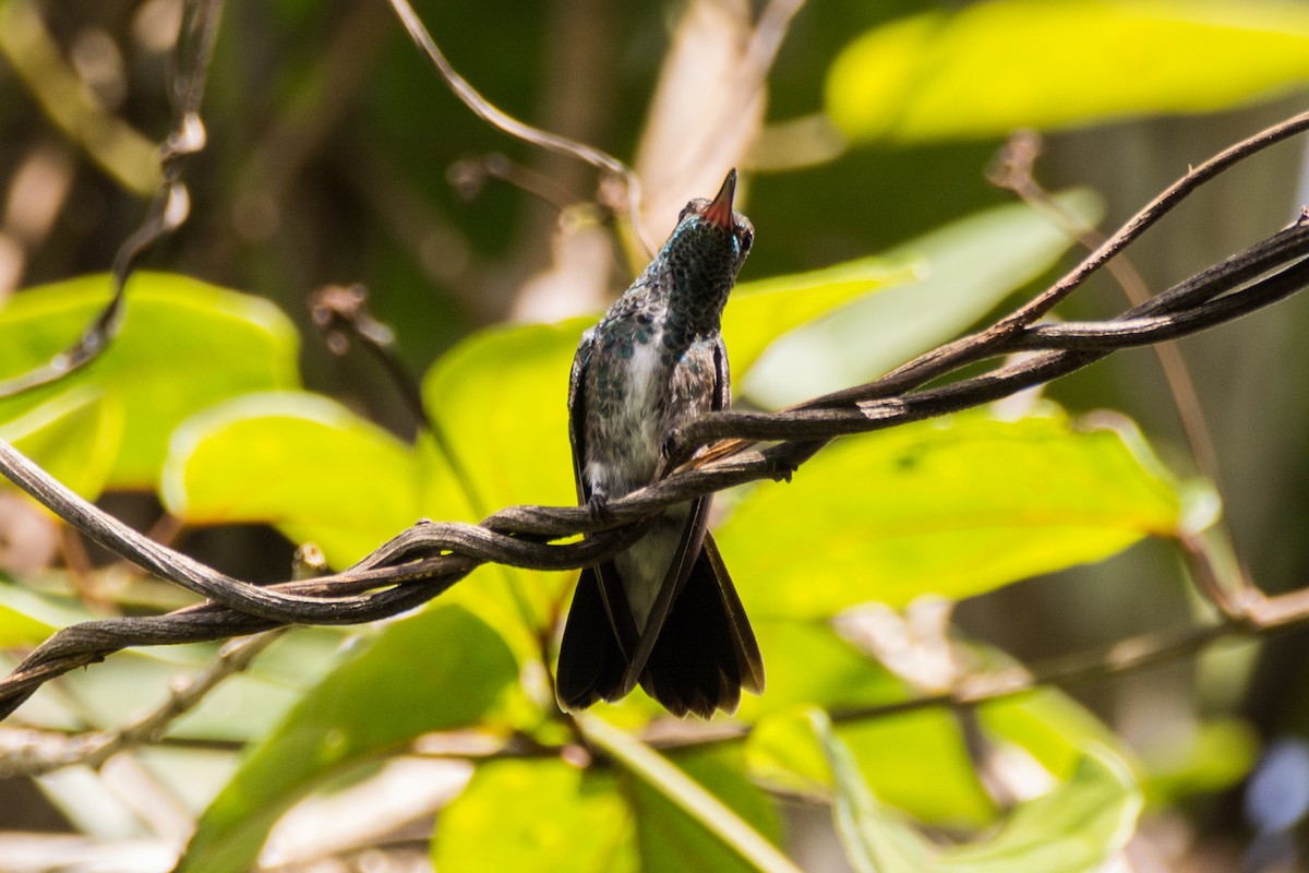 kolibřík zrcadlový - ML449964681