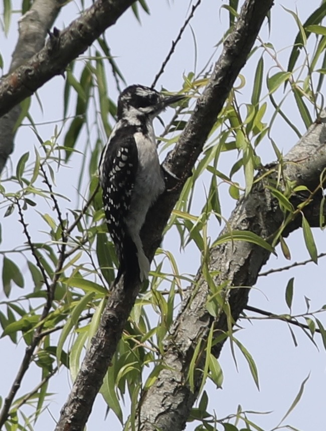 Hairy Woodpecker - ML449964961