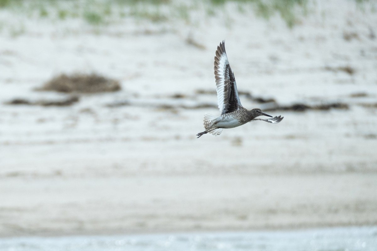 Willet - ML449965081