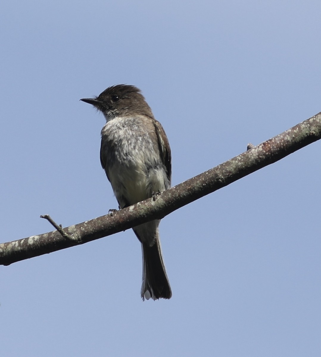 Eastern Phoebe - ML449965131