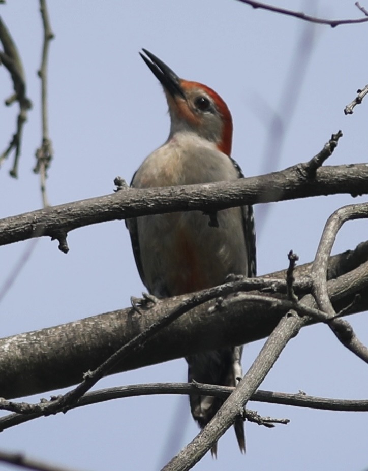 Red-bellied Woodpecker - ML449965241