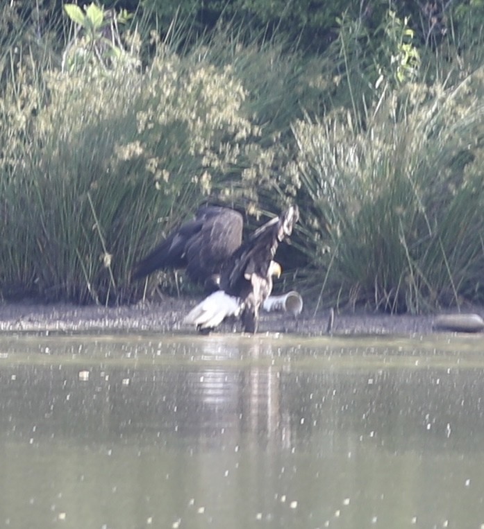 Bald Eagle - ML449965301
