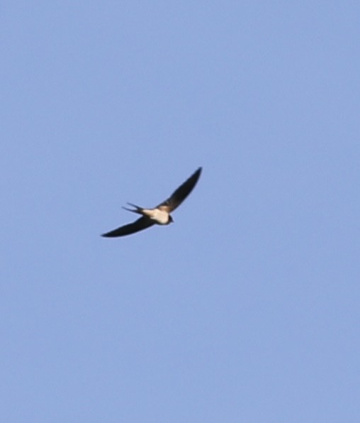 Barn Swallow - ML449965351