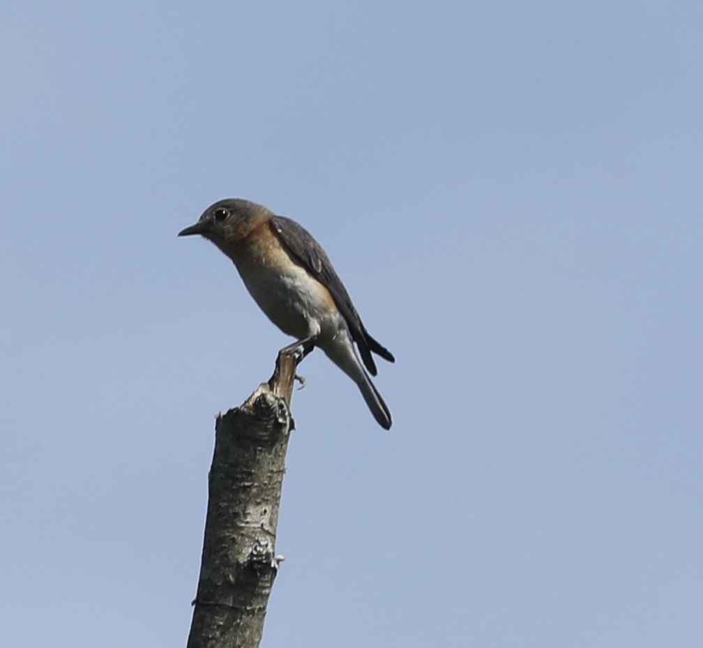 Eastern Bluebird - ML449965391