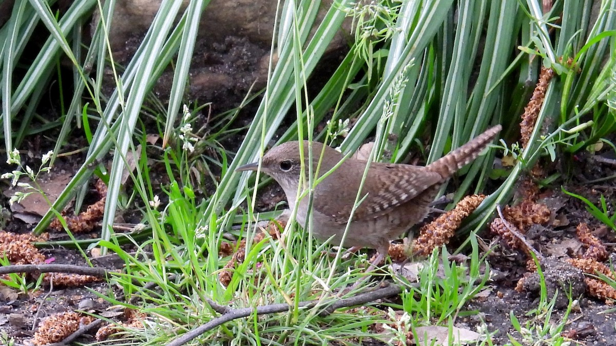 Northern House Wren - ML449965881
