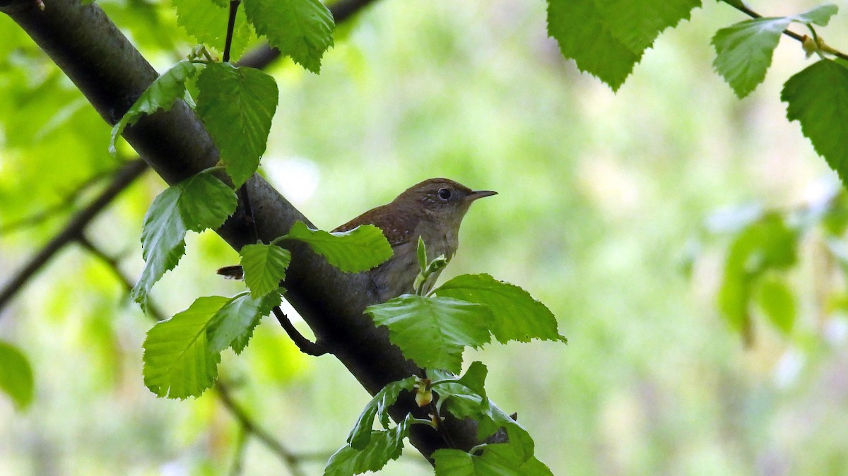 Northern House Wren - ML449965891