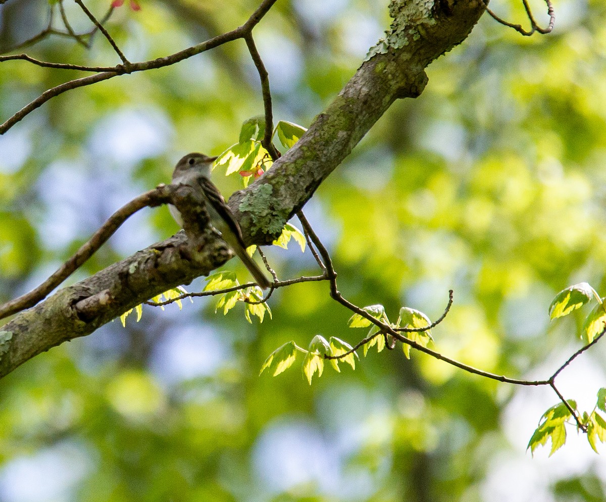 Least Flycatcher - ML449967281