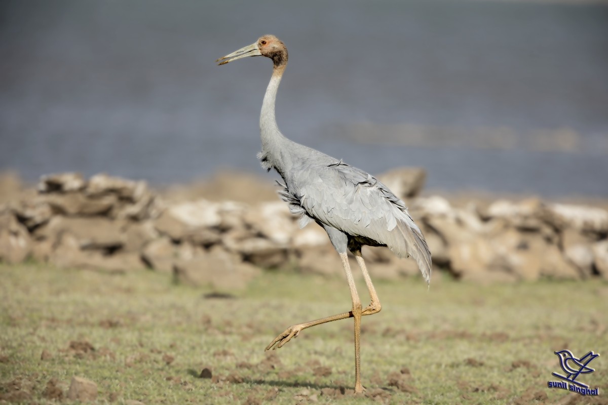 Grulla Sarus - ML449967371