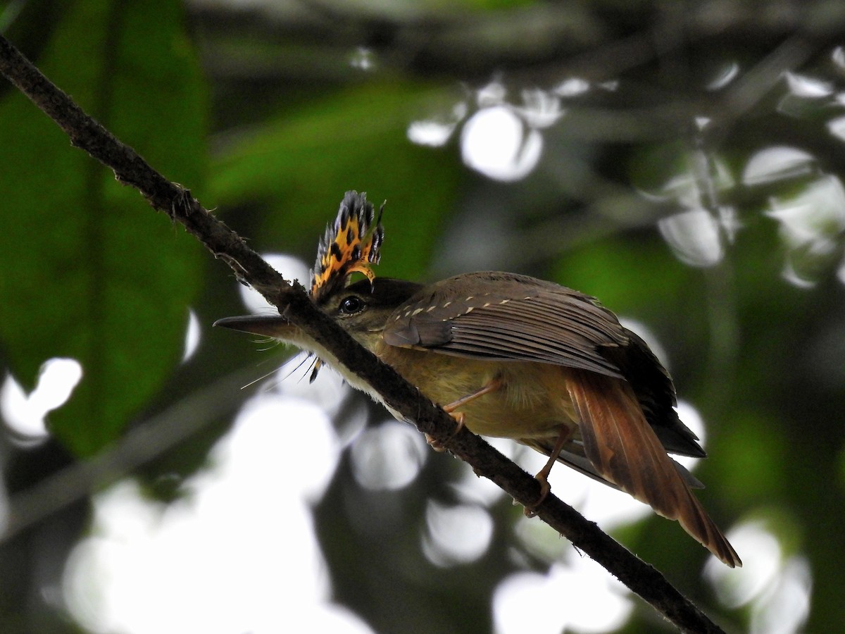 Tropical Royal Flycatcher - Carlos Mancera (Tuxtla Birding Club)