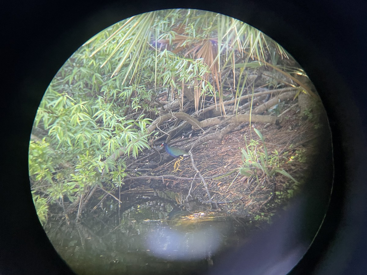 Purple Gallinule - ML449970551