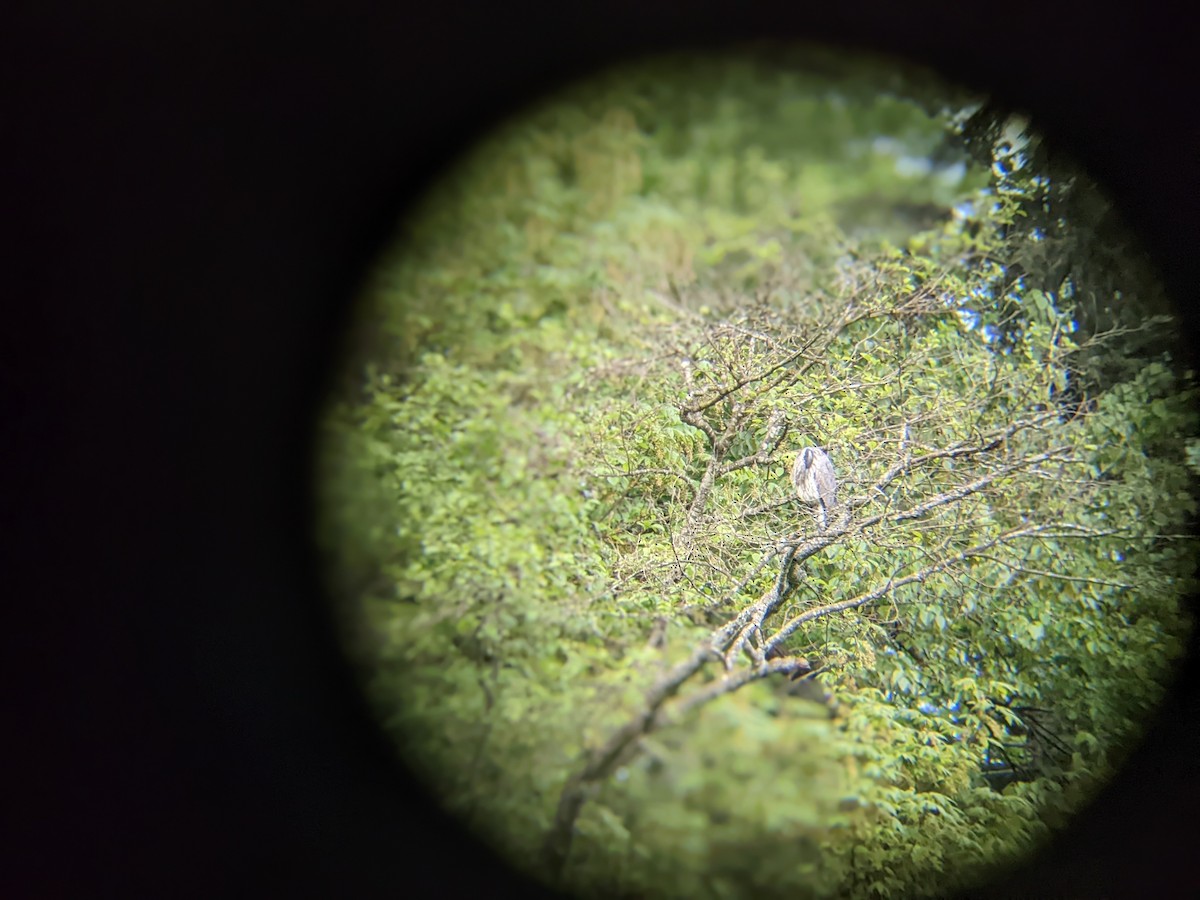 Garza Azulada - ML449970861