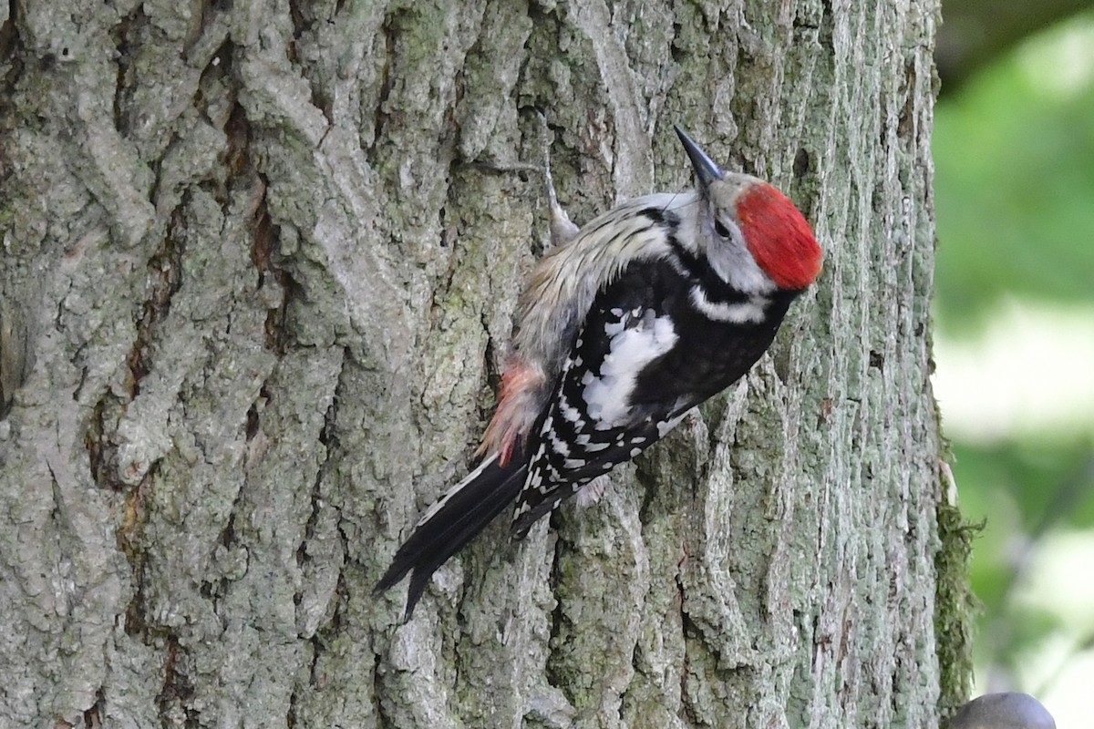 Middle Spotted Woodpecker - ML449970981