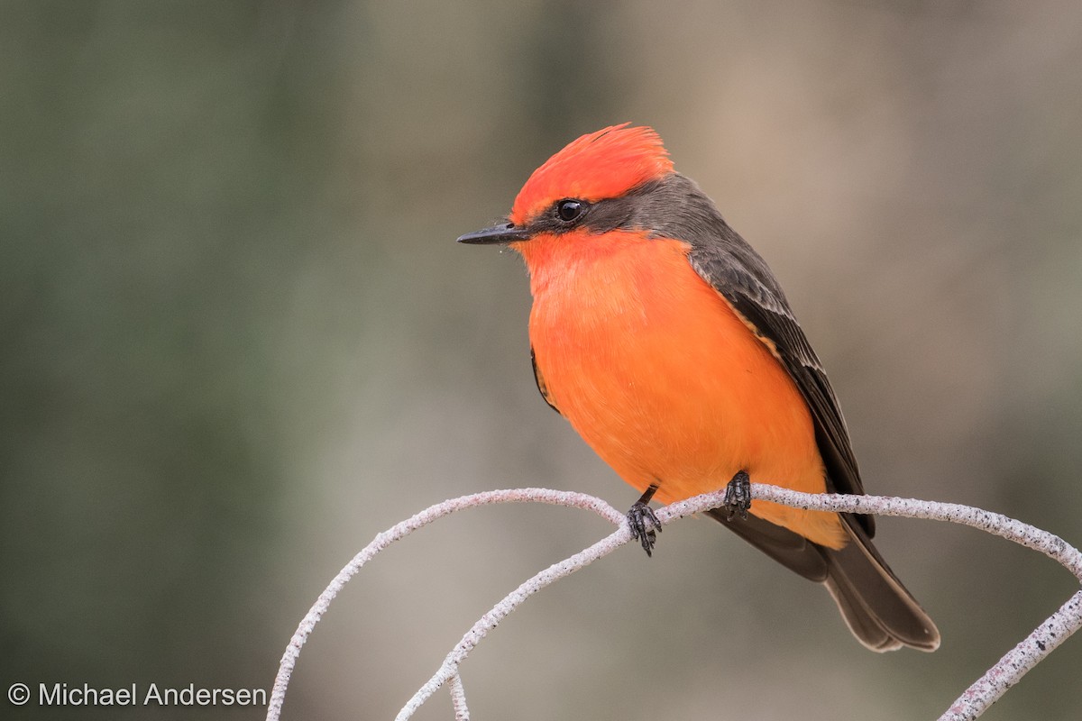 Vermilion Flycatcher - ML44997101