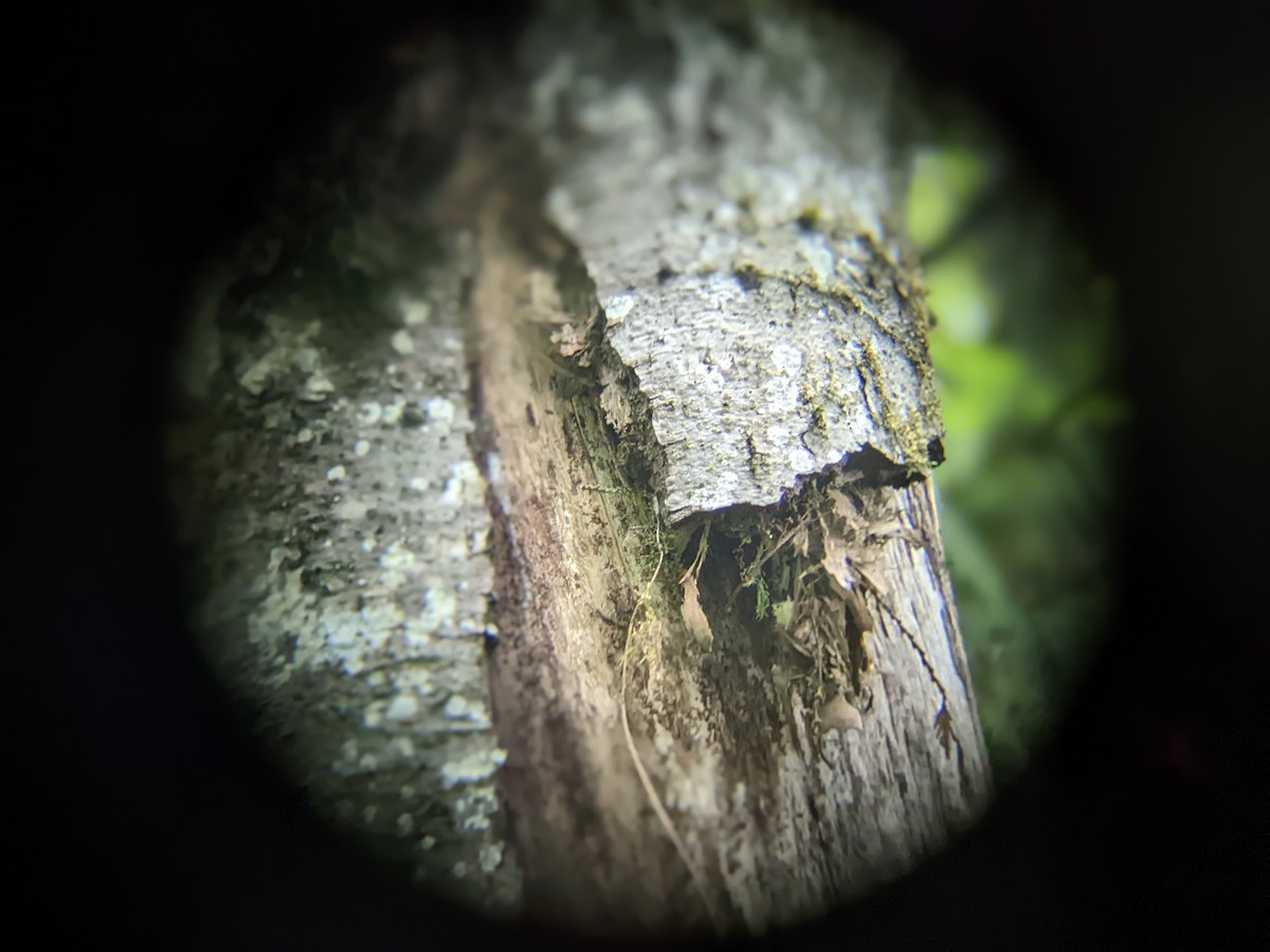 Brown Creeper - WJ Dias