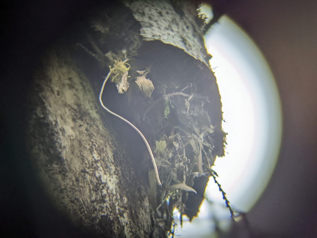 Brown Creeper - ML449971021