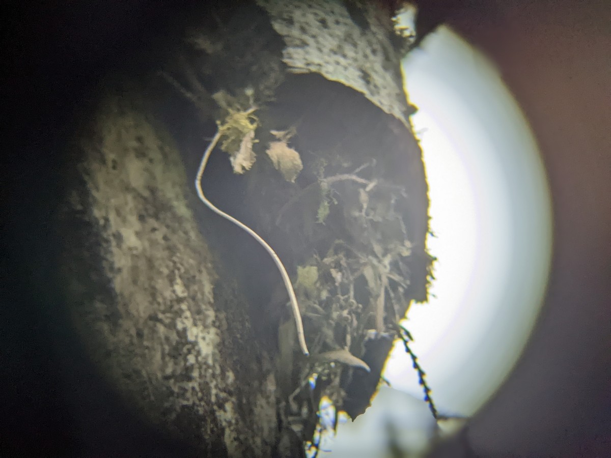 Brown Creeper - ML449971031