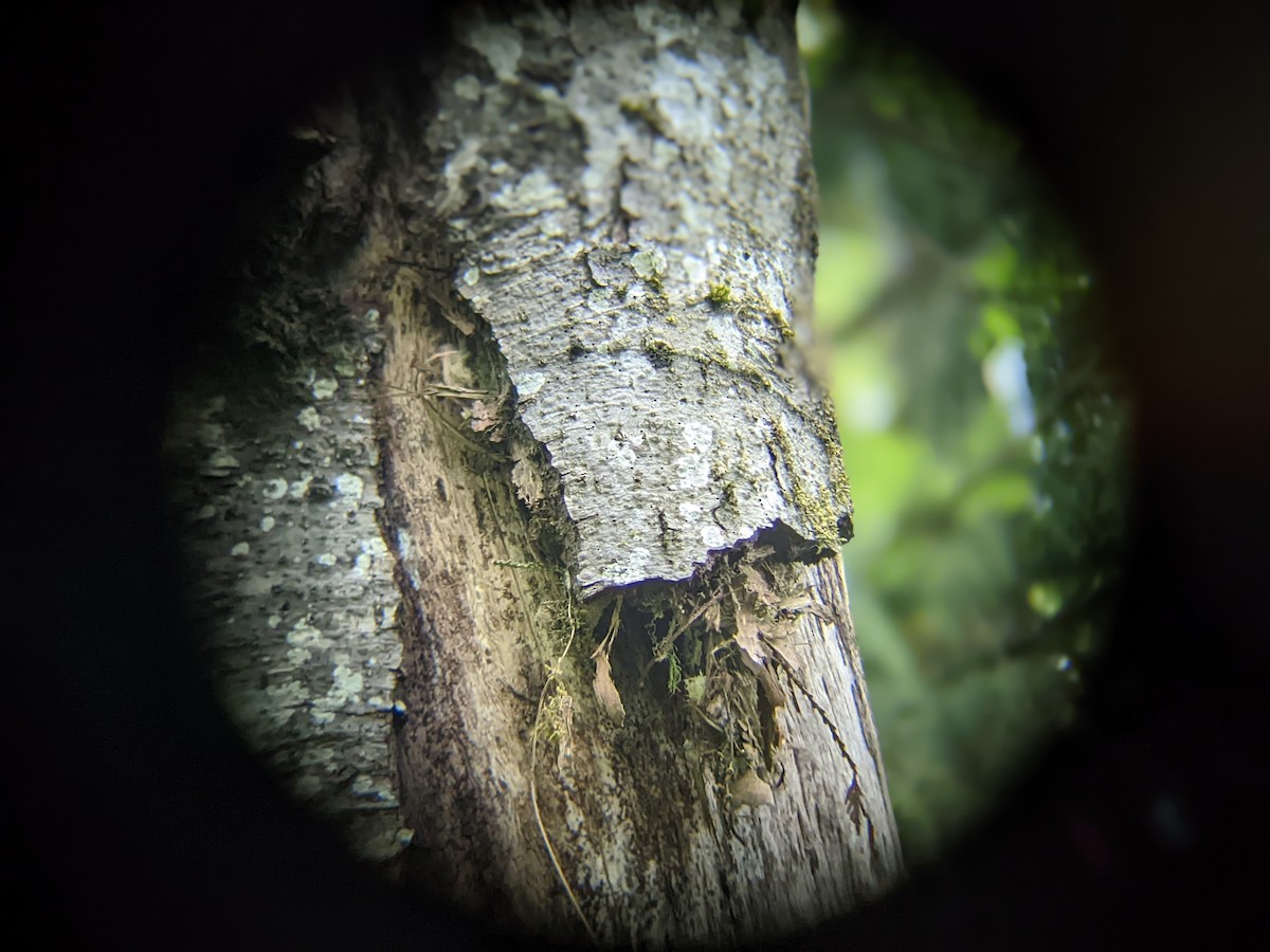 Brown Creeper - WJ Dias