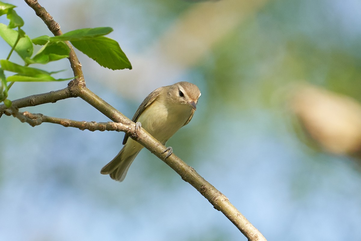 Warbling Vireo - Thane Dinsdale