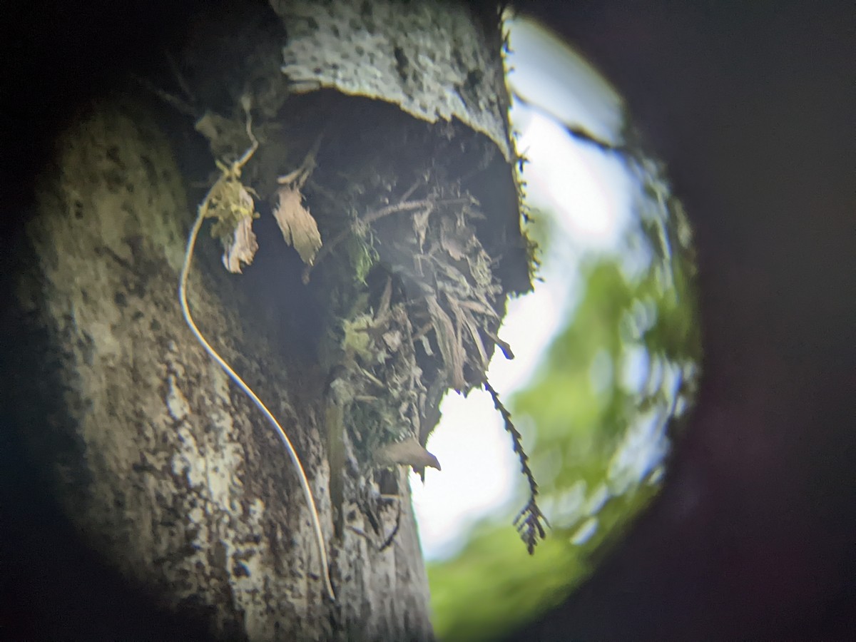 Brown Creeper - ML449971061