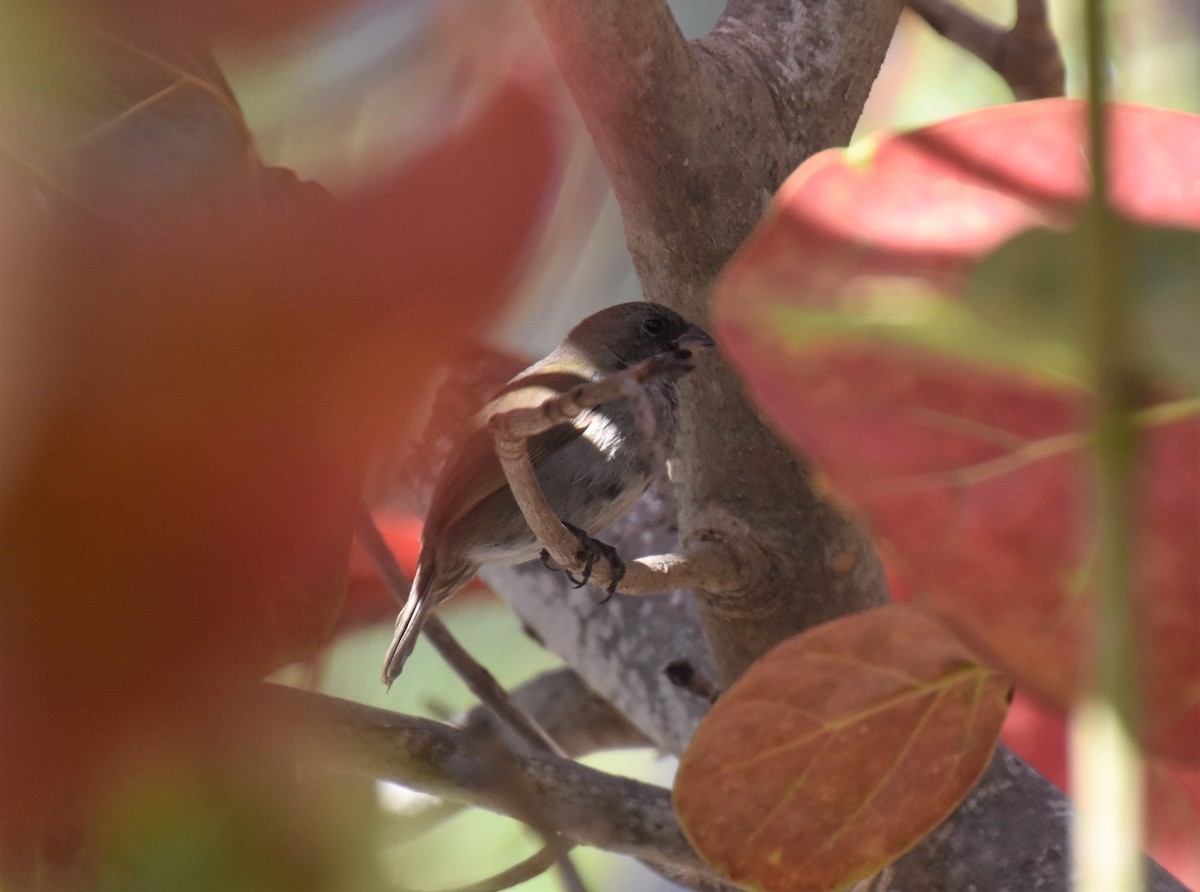 Black-faced Grassquit - ML449971571