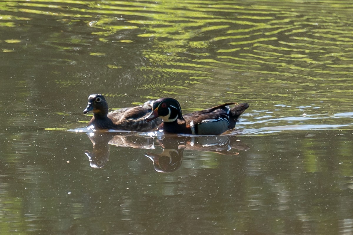 Wood Duck - ML449972901