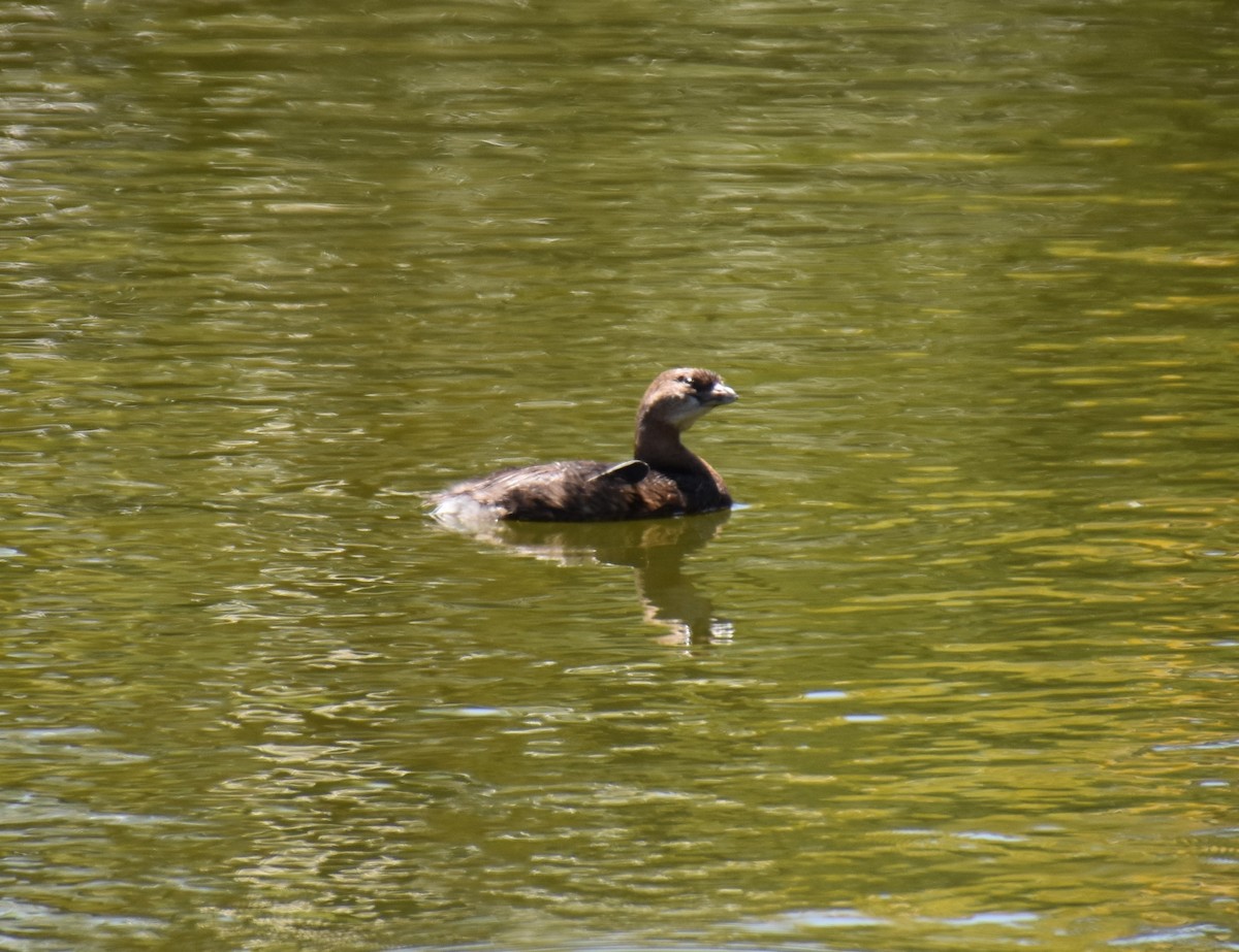 Pied-billed Grebe - ML449972931