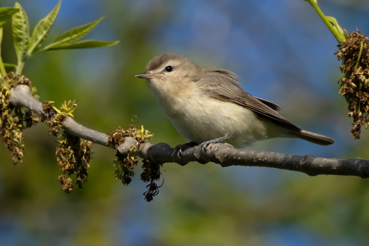 Warbling Vireo - Harvey Rubenstein