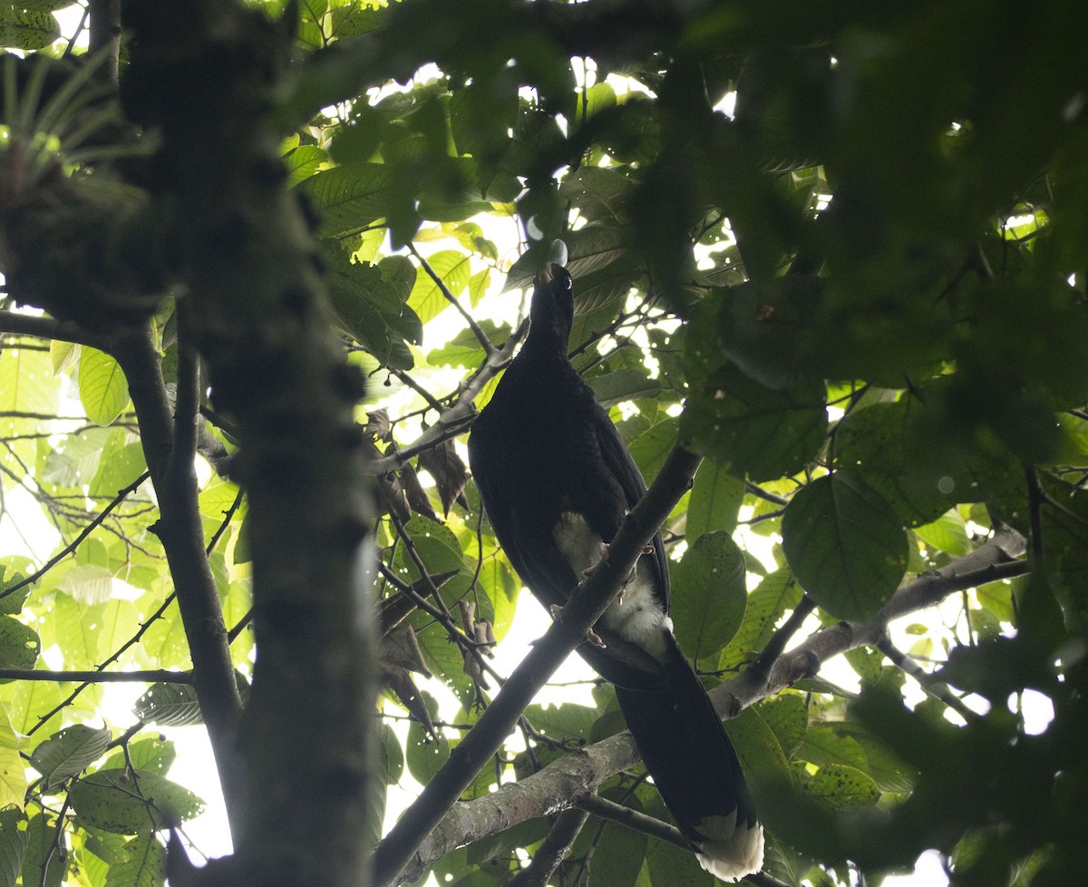 Helmeted Curassow - ML449974211