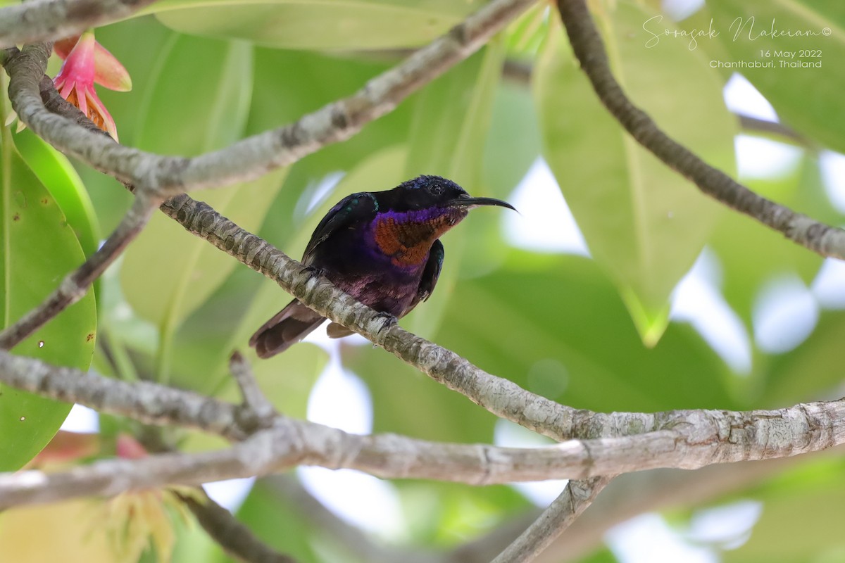 Copper-throated Sunbird - ML449975491