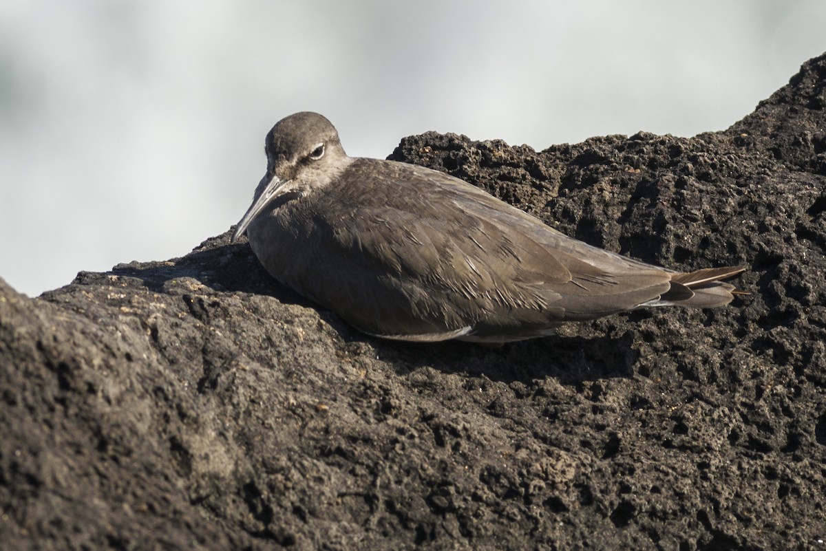 Wandering Tattler - ML44997591