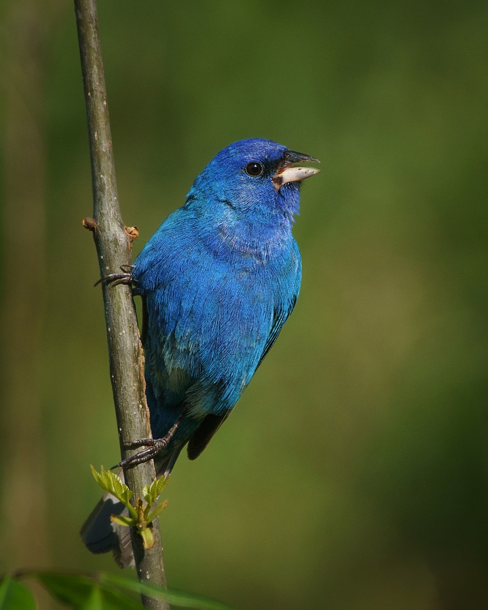 Indigo Bunting - ML449976361