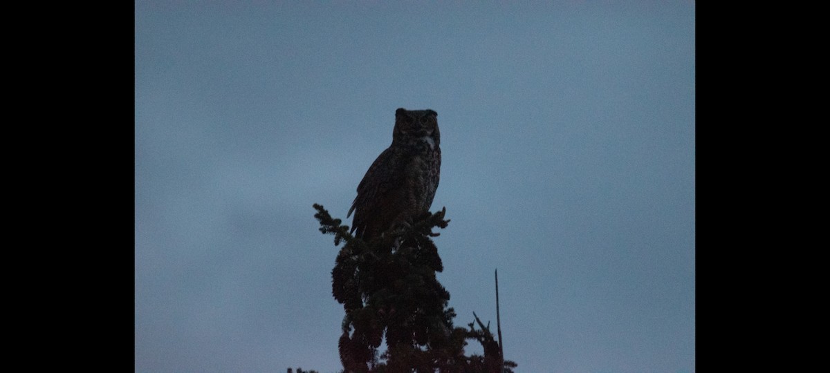 Great Horned Owl - ML449976441