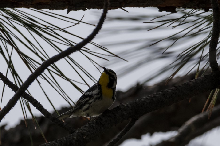 Yellow-throated Warbler - ML449977601