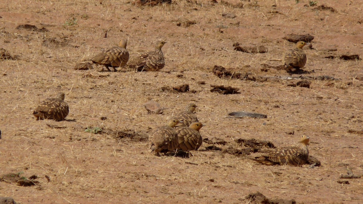 Chestnut-bellied Sandgrouse - David Bree