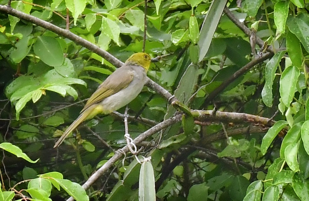 Bulbul à menton jaune - ML449978401