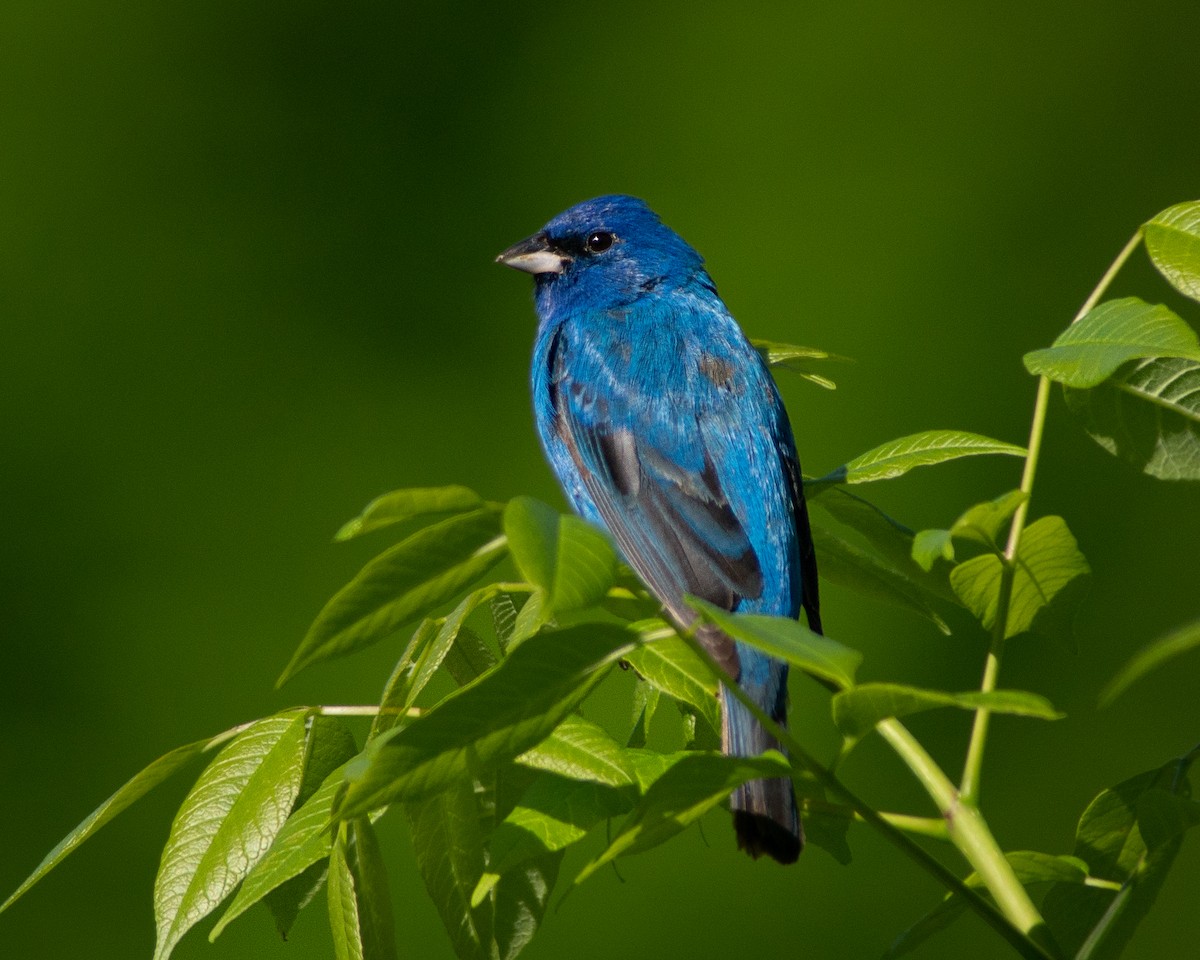 Indigo Bunting - ML449978471