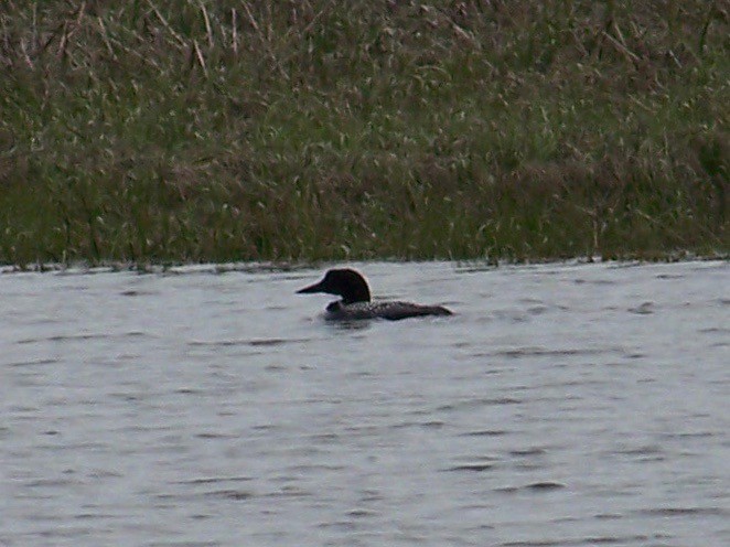 Common Loon - ML449978961