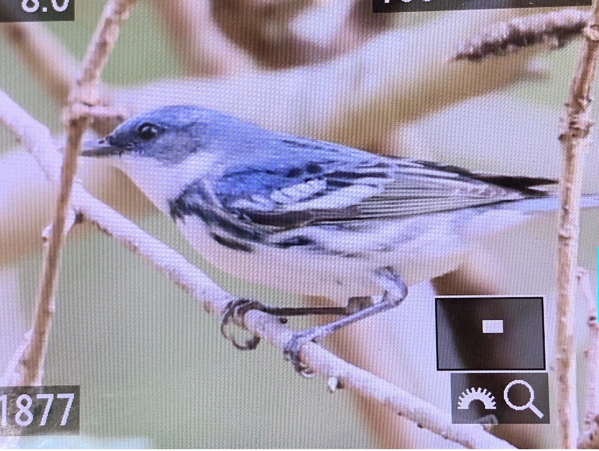 Cerulean Warbler - ML449980701