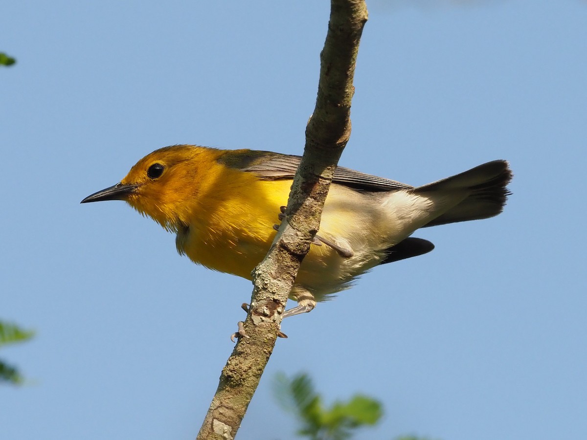Prothonotary Warbler - ML449980951