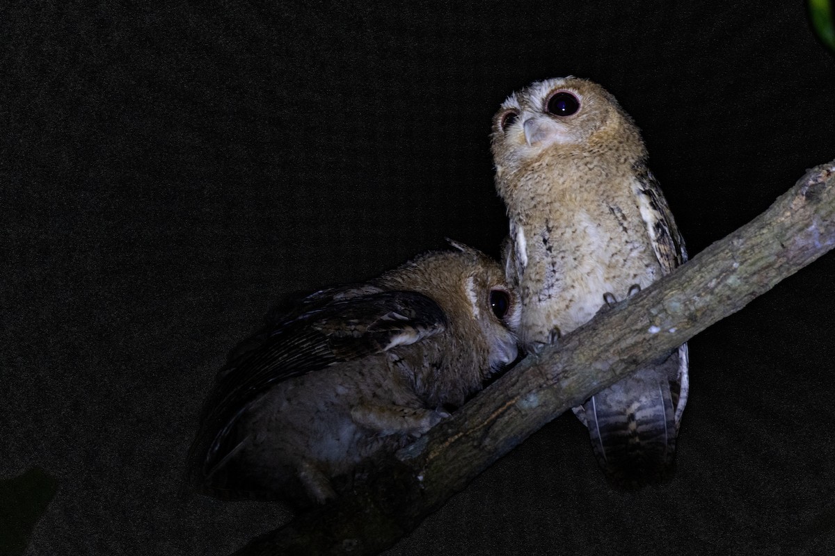 Collared Scops-Owl - ML449981031