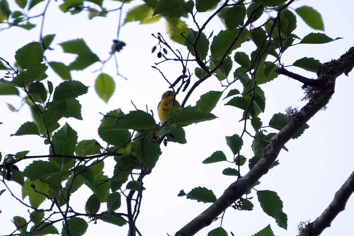 Yellow Warbler (Northern) - ML449982251