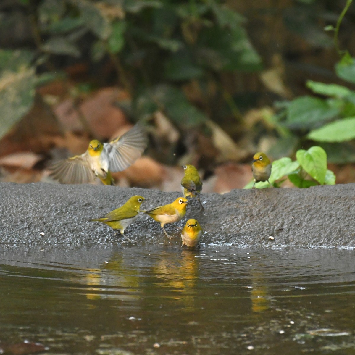 Indian White-eye - ML449983291