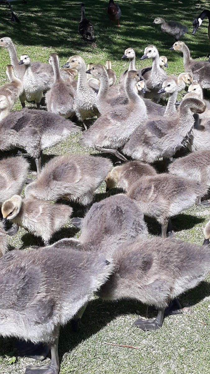 Canada Goose - ML449984171